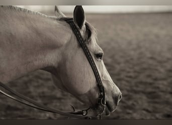 American Quarter Horse, Wallach, 12 Jahre, 155 cm, Buckskin
