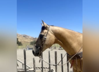 American Quarter Horse, Wallach, 12 Jahre, 155 cm, Buckskin