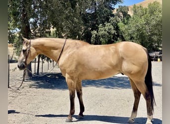 American Quarter Horse, Wallach, 12 Jahre, 155 cm, Buckskin