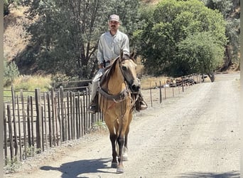 American Quarter Horse, Wallach, 12 Jahre, 155 cm, Buckskin
