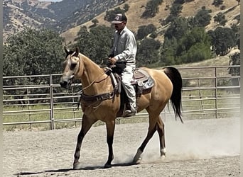 American Quarter Horse, Wallach, 12 Jahre, 155 cm, Buckskin
