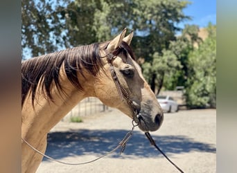 American Quarter Horse, Wallach, 12 Jahre, 155 cm, Buckskin