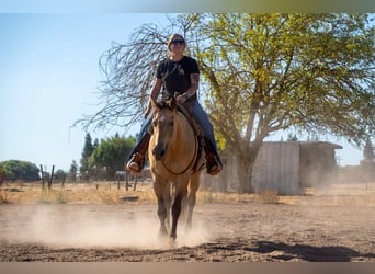 American Quarter Horse, Wallach, 12 Jahre, 155 cm, Buckskin