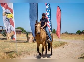 American Quarter Horse, Wallach, 12 Jahre, 155 cm, Buckskin