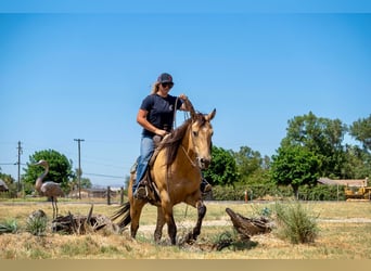 American Quarter Horse, Wallach, 12 Jahre, 155 cm, Buckskin