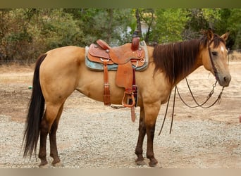 American Quarter Horse, Wallach, 12 Jahre, 155 cm, Buckskin