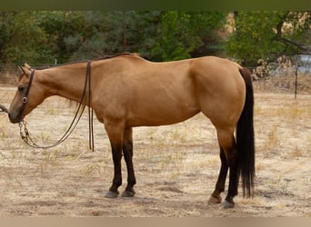 American Quarter Horse, Wallach, 12 Jahre, 155 cm, Buckskin