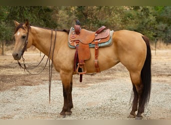 American Quarter Horse, Wallach, 12 Jahre, 155 cm, Buckskin