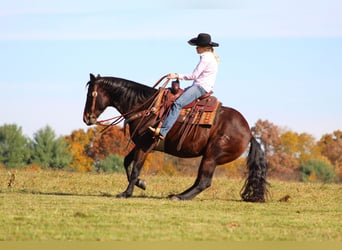 American Quarter Horse, Wallach, 12 Jahre, 155 cm, Dunkelbrauner