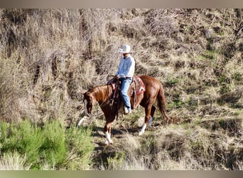 American Quarter Horse, Wallach, 12 Jahre, 155 cm, Dunkelfuchs