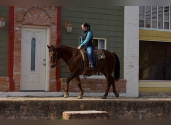 American Quarter Horse, Wallach, 12 Jahre, 155 cm, Dunkelfuchs