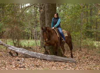 American Quarter Horse, Wallach, 12 Jahre, 155 cm, Dunkelfuchs
