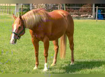 American Quarter Horse, Wallach, 12 Jahre, 155 cm, Dunkelfuchs