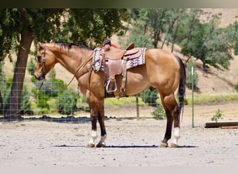 American Quarter Horse, Wallach, 12 Jahre, 155 cm, Falbe