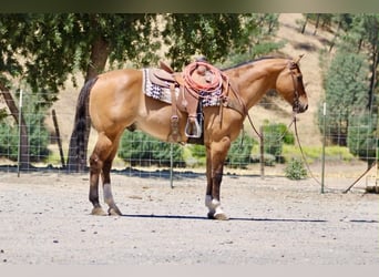 American Quarter Horse, Wallach, 12 Jahre, 155 cm, Falbe