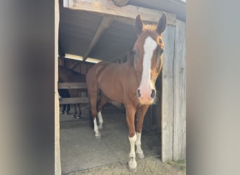 American Quarter Horse, Wallach, 12 Jahre, 155 cm, Fuchs