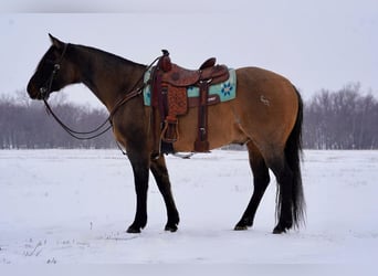 American Quarter Horse, Wallach, 12 Jahre, 155 cm, Grullo