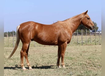 American Quarter Horse, Wallach, 12 Jahre, 155 cm, Palomino