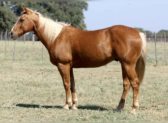 American Quarter Horse, Wallach, 12 Jahre, 155 cm, Palomino