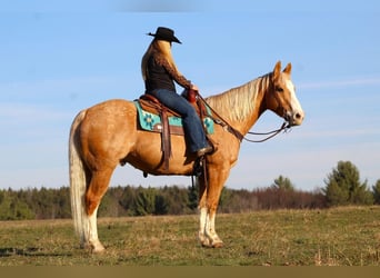 American Quarter Horse Mix, Wallach, 12 Jahre, 155 cm, Palomino