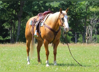 American Quarter Horse Mix, Wallach, 12 Jahre, 155 cm, Palomino