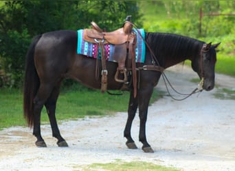 American Quarter Horse, Wallach, 12 Jahre, 155 cm, Rappe