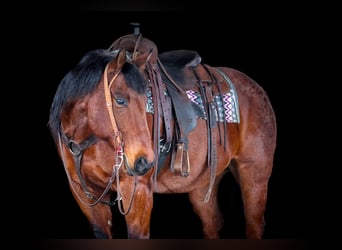 American Quarter Horse, Wallach, 12 Jahre, 155 cm, Roan-Bay