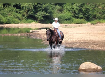 American Quarter Horse, Wallach, 12 Jahre, 155 cm, Roan-Blue