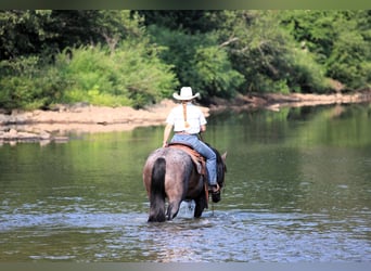American Quarter Horse, Wallach, 12 Jahre, 155 cm, Roan-Blue
