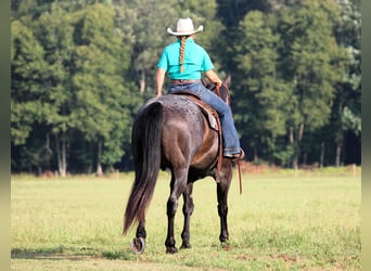 American Quarter Horse, Wallach, 12 Jahre, 155 cm, Roan-Blue