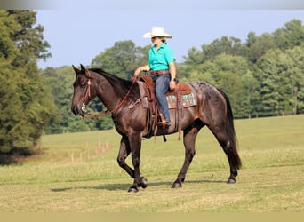 American Quarter Horse, Wallach, 12 Jahre, 155 cm, Roan-Blue