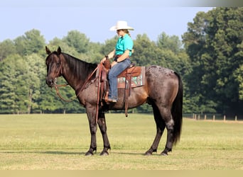 American Quarter Horse, Wallach, 12 Jahre, 155 cm, Roan-Blue