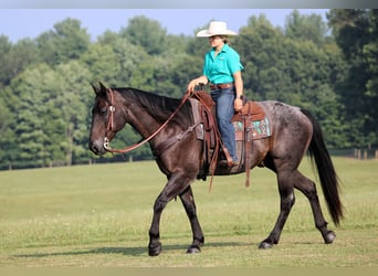 American Quarter Horse, Wallach, 12 Jahre, 155 cm, Roan-Blue