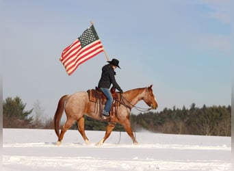 American Quarter Horse, Wallach, 12 Jahre, 155 cm, Roan-Red
