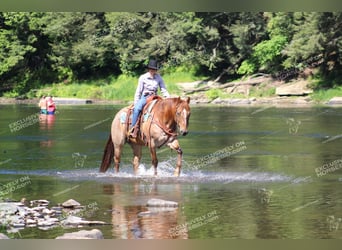 American Quarter Horse, Wallach, 12 Jahre, 155 cm, Roan-Red