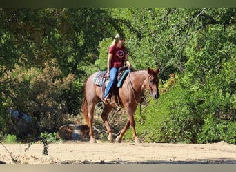 American Quarter Horse, Wallach, 12 Jahre, 155 cm, Roan-Red