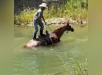 American Quarter Horse, Wallach, 12 Jahre, 155 cm, Roan-Red