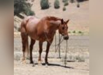American Quarter Horse, Wallach, 12 Jahre, 155 cm, Roan-Red
