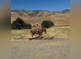 American Quarter Horse, Wallach, 12 Jahre, 155 cm, Roan-Red