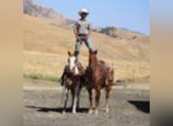American Quarter Horse, Wallach, 12 Jahre, 155 cm, Roan-Red