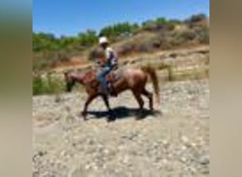 American Quarter Horse, Wallach, 12 Jahre, 155 cm, Roan-Red
