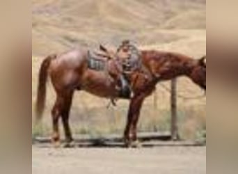 American Quarter Horse, Wallach, 12 Jahre, 155 cm, Roan-Red