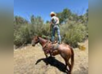American Quarter Horse, Wallach, 12 Jahre, 155 cm, Roan-Red