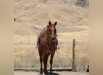 American Quarter Horse, Wallach, 12 Jahre, 155 cm, Roan-Red