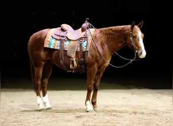 American Quarter Horse, Wallach, 12 Jahre, 155 cm, Rotfuchs