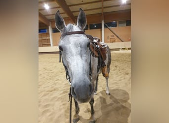 American Quarter Horse, Wallach, 12 Jahre, 155 cm, Schimmel