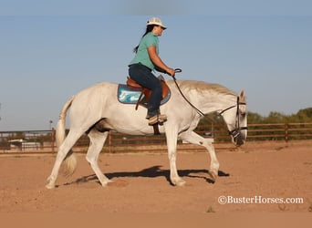 American Quarter Horse, Wallach, 12 Jahre, 155 cm, Schimmel