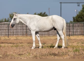 American Quarter Horse, Wallach, 12 Jahre, 155 cm, Schimmel