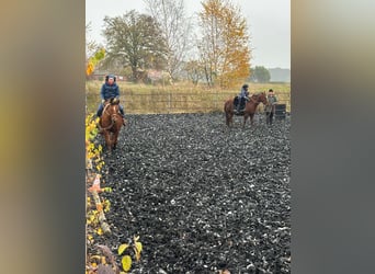 American Quarter Horse, Wallach, 12 Jahre, 156 cm, Brauner
