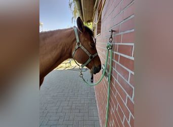 American Quarter Horse, Wallach, 12 Jahre, 156 cm, Brauner